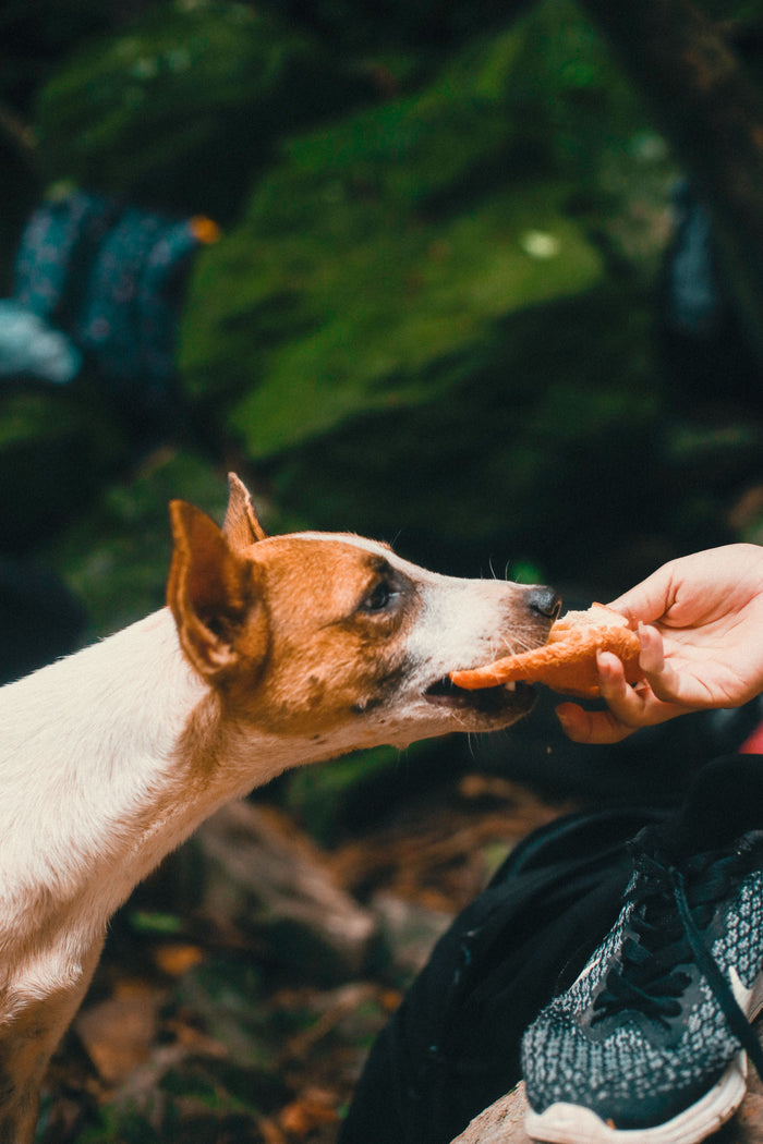Alternative Protein Treats for Dogs: Salmon, Duck, and When to Use Each